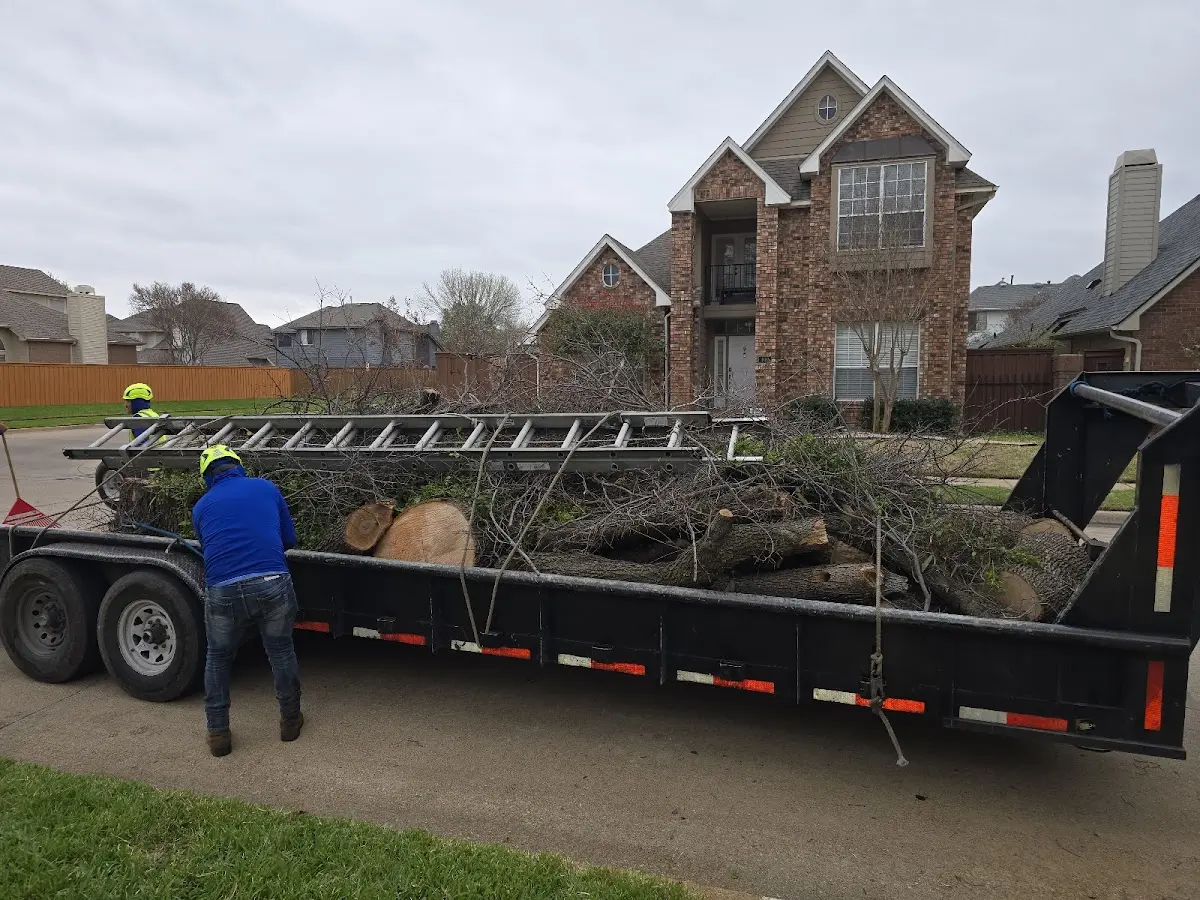 Expert Tree Removal with proper safety equipment in Denmark